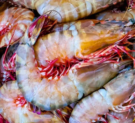 Shrimp